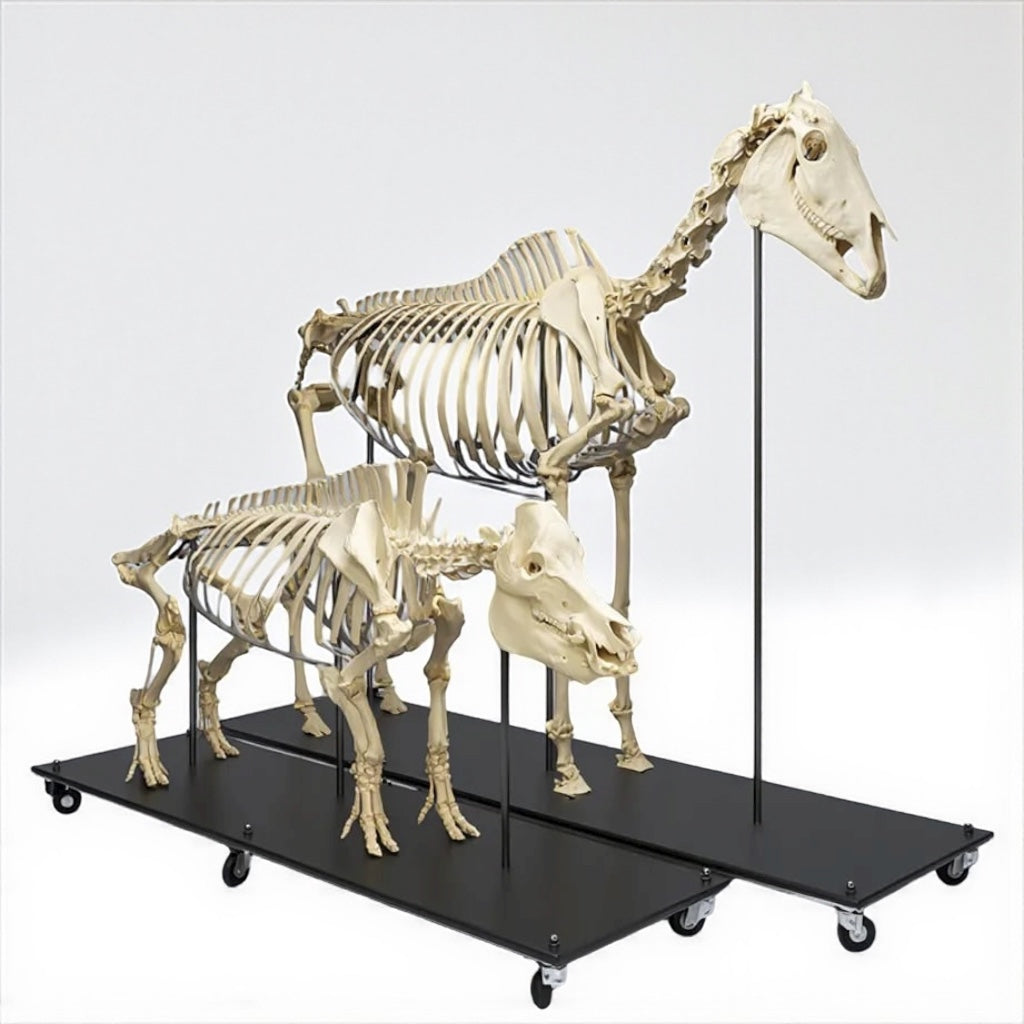 SZKIELETY ZMONTOWANE