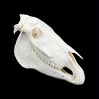 Prawdziwa czaszka konia