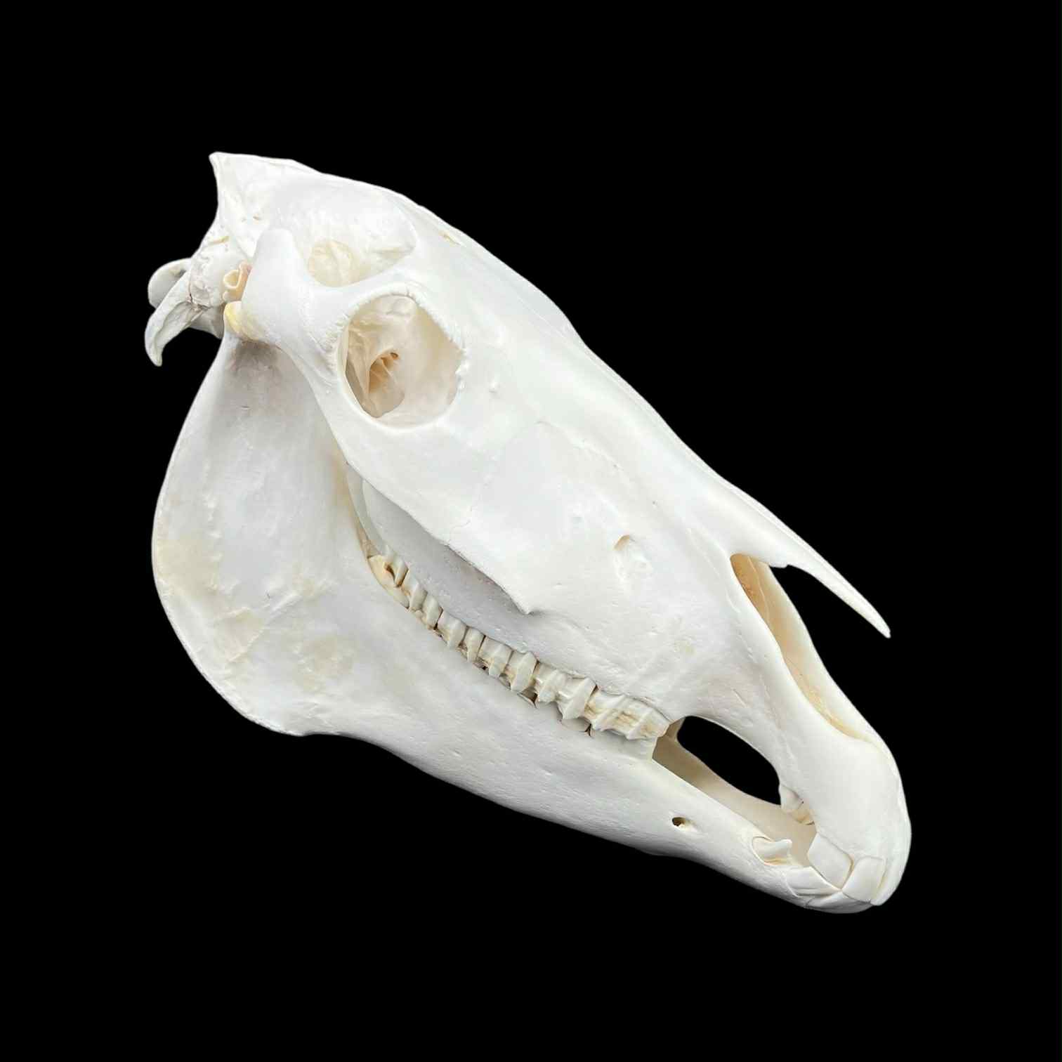 Prawdziwa czaszka konia