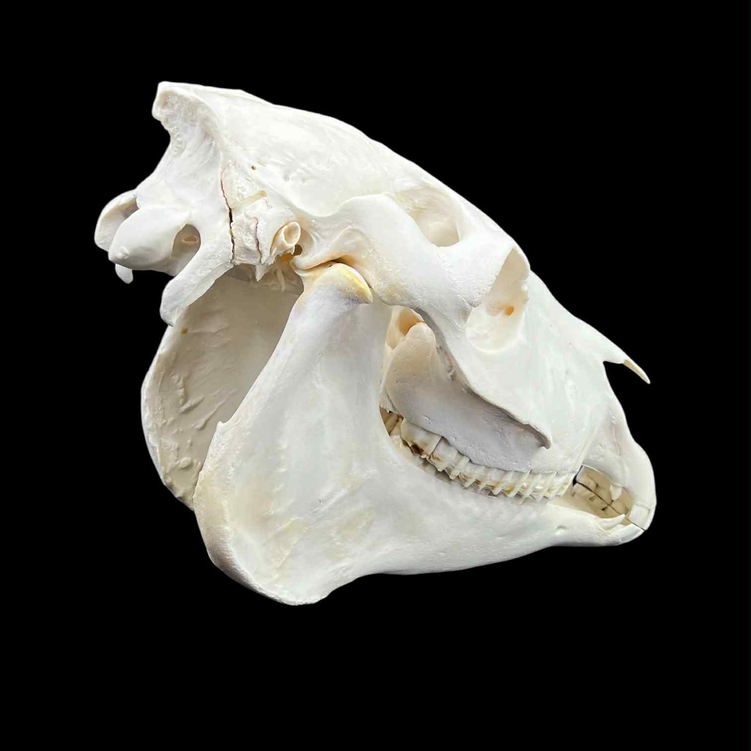 Prawdziwa czaszka konia