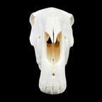 Prawdziwa czaszka konia