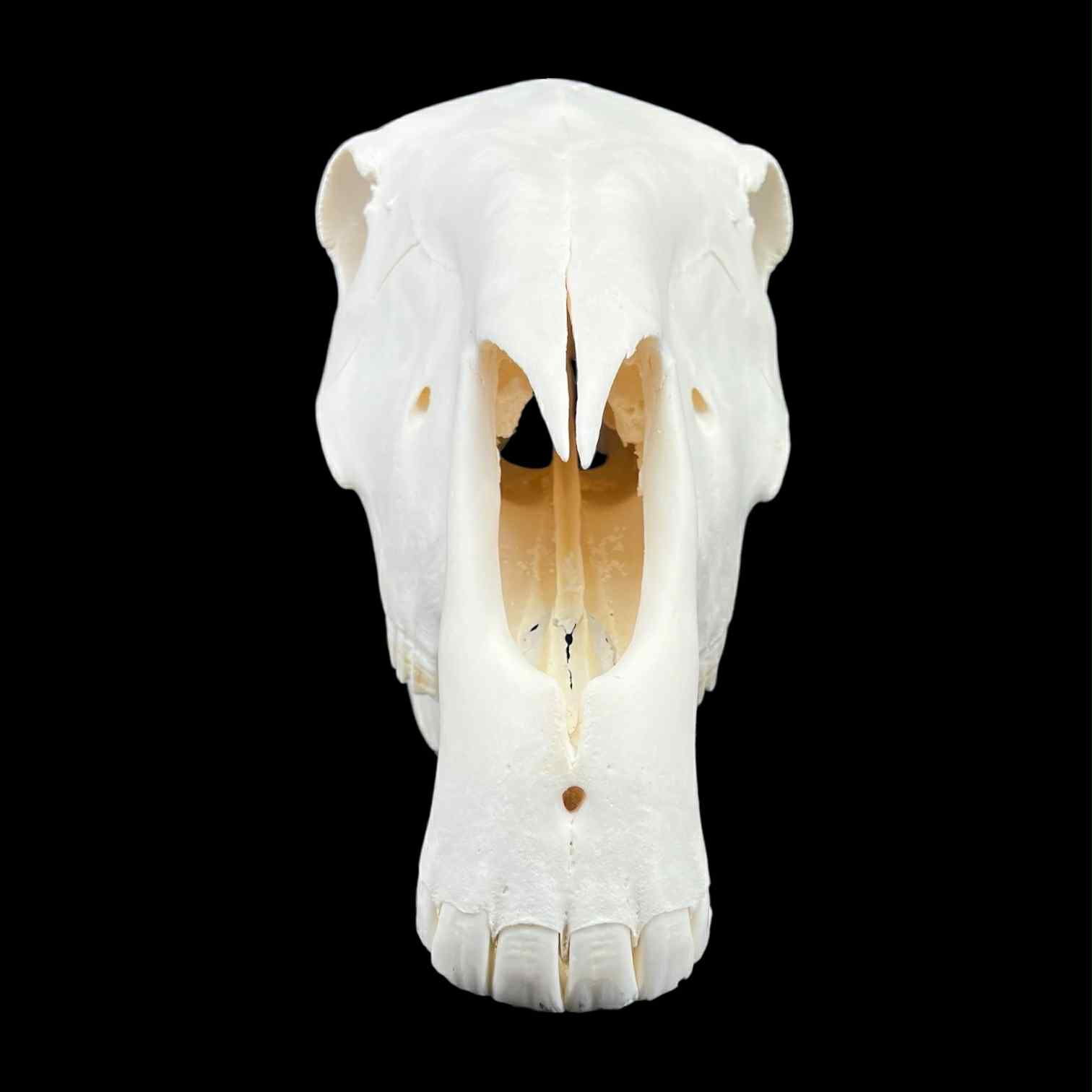 Prawdziwa czaszka konia