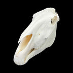 Prawdziwa czaszka konia