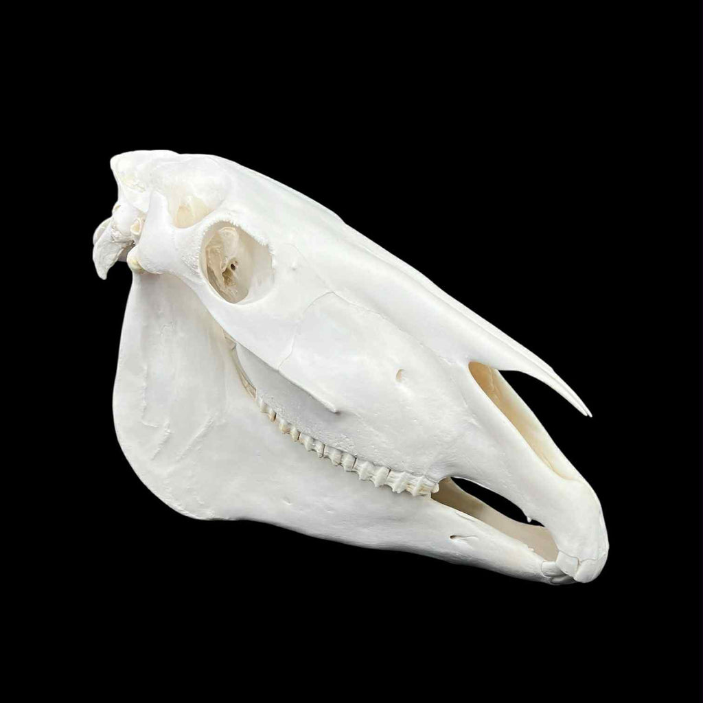 Prawdziwa czaszka konia