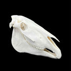 Prawdziwa czaszka konia