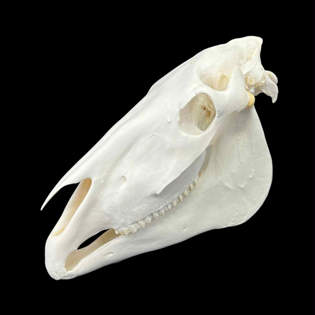 Prawdziwa czaszka konia