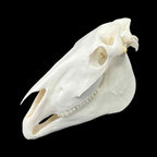 Prawdziwa czaszka konia