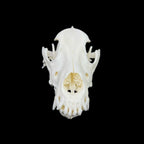 Czaszka psa - średnia i duża rasa