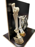 Modele kończyn ssaków - zestaw rozszerzony