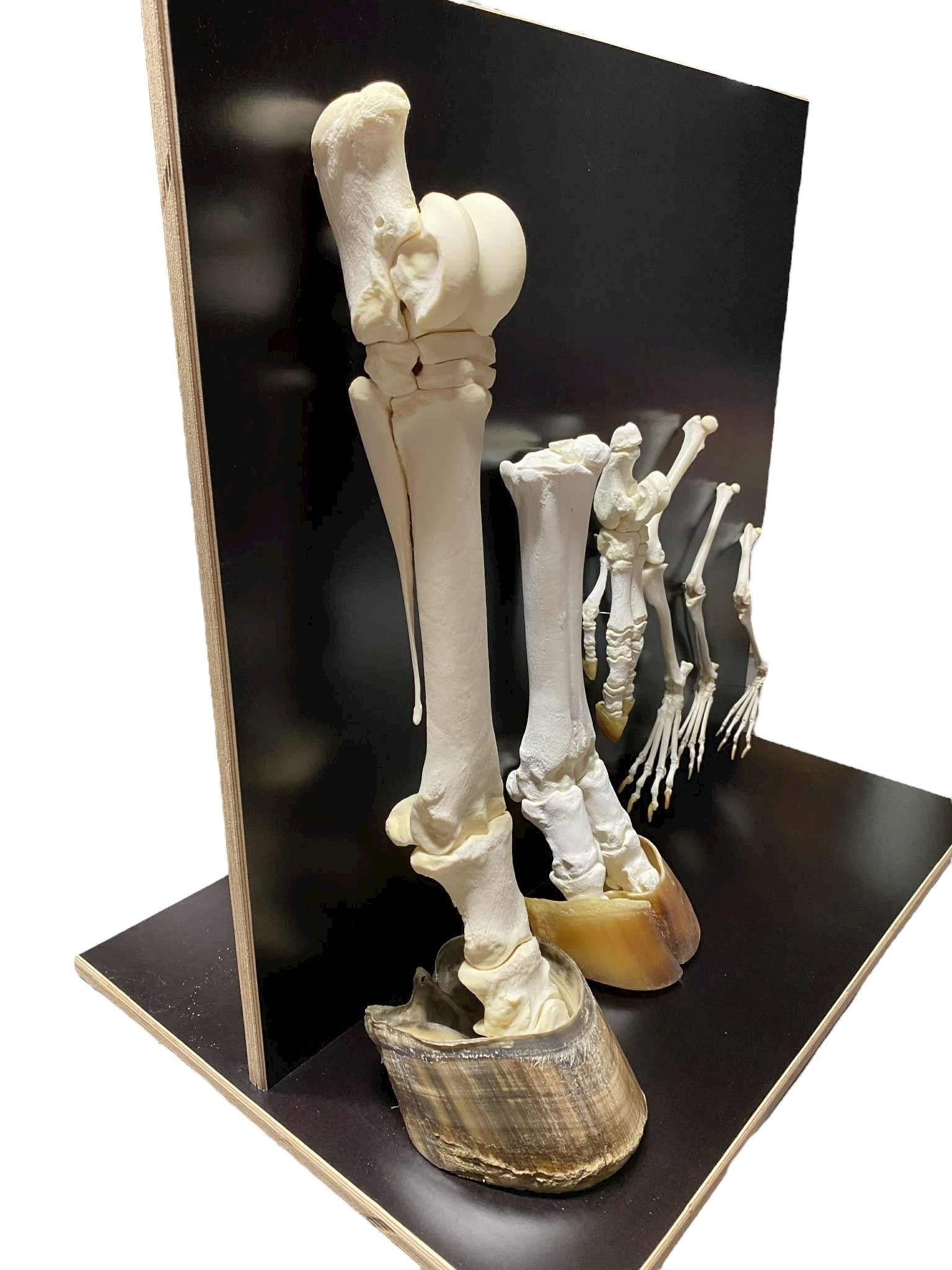 Modele kończyn ssaków - zestaw rozszerzony