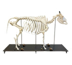 Szkielet bydła domowego - krowy