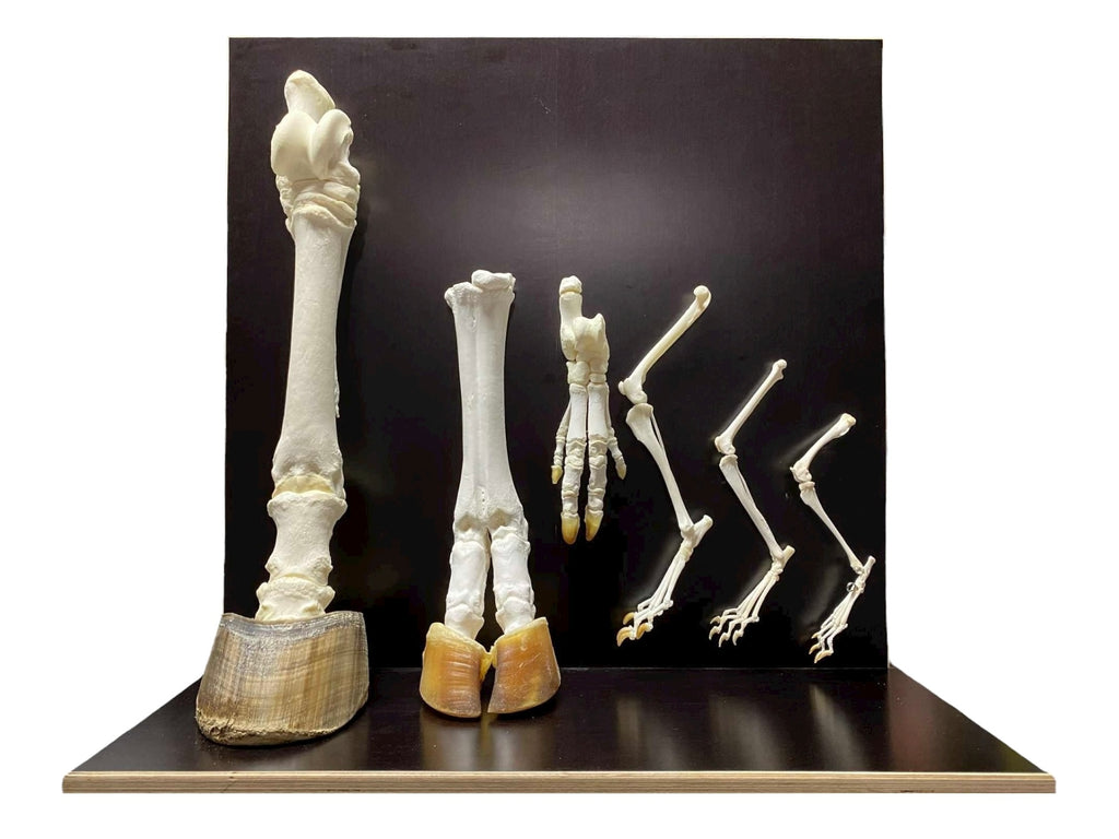 Modele kończyn ssaków - zestaw rozszerzony