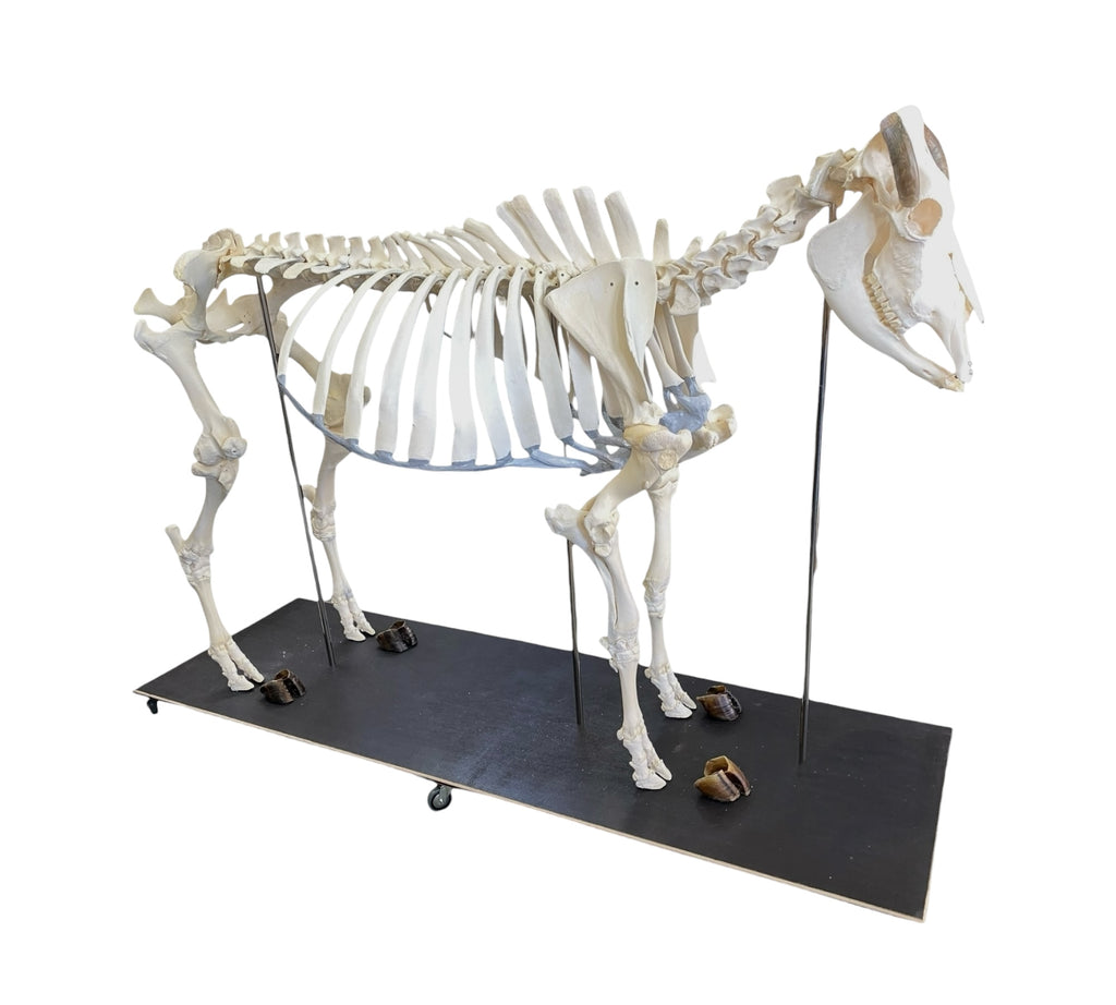 Szkielet bydła domowego - krowy