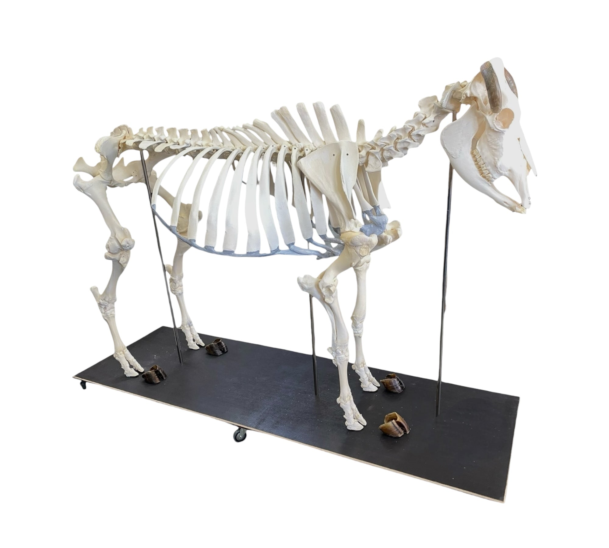 Szkielet bydła domowego - krowy