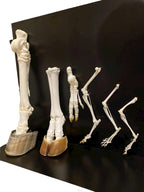 Modele kończyn ssaków - zestaw rozszerzony