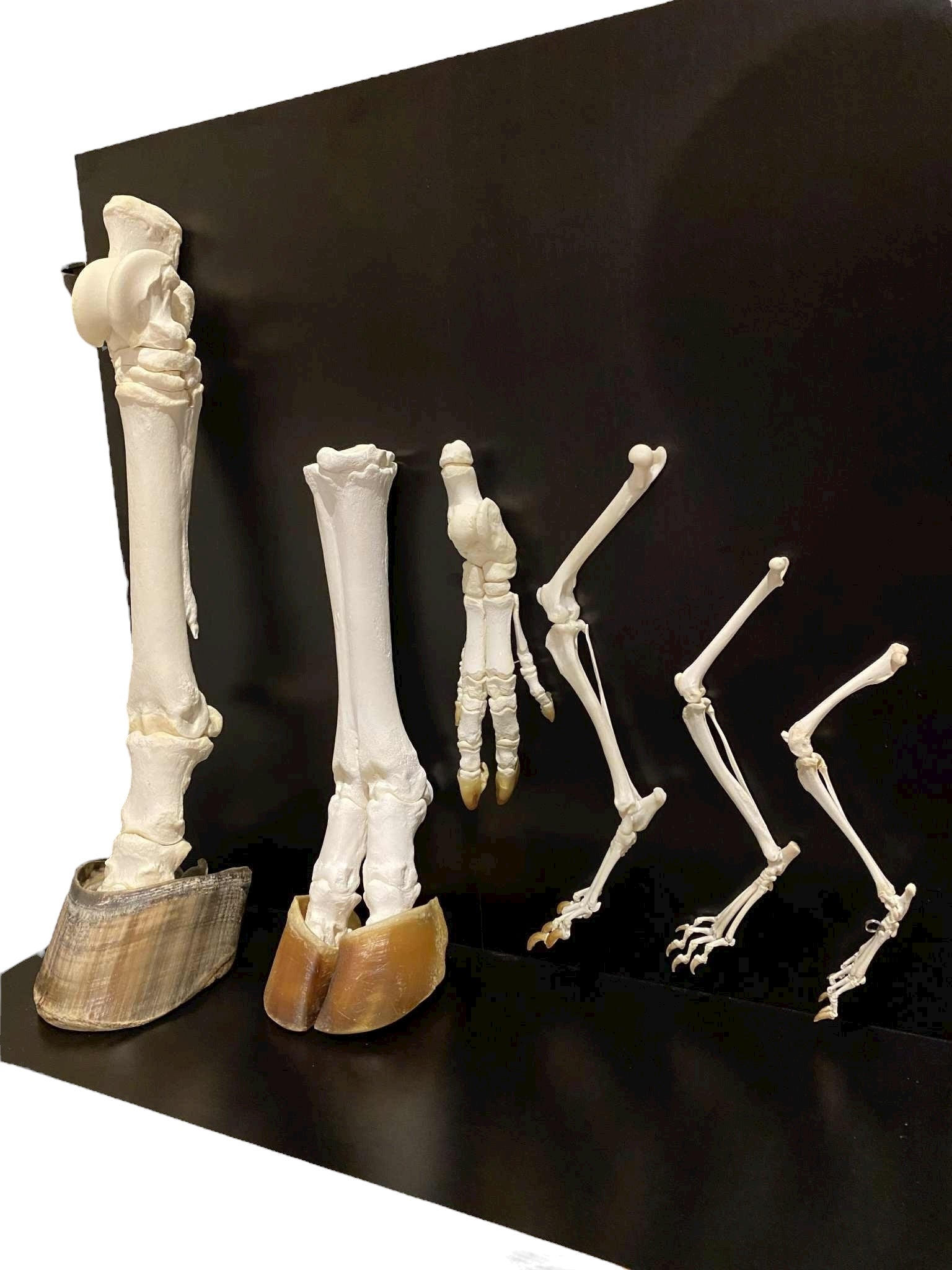 Modele kończyn ssaków - zestaw rozszerzony