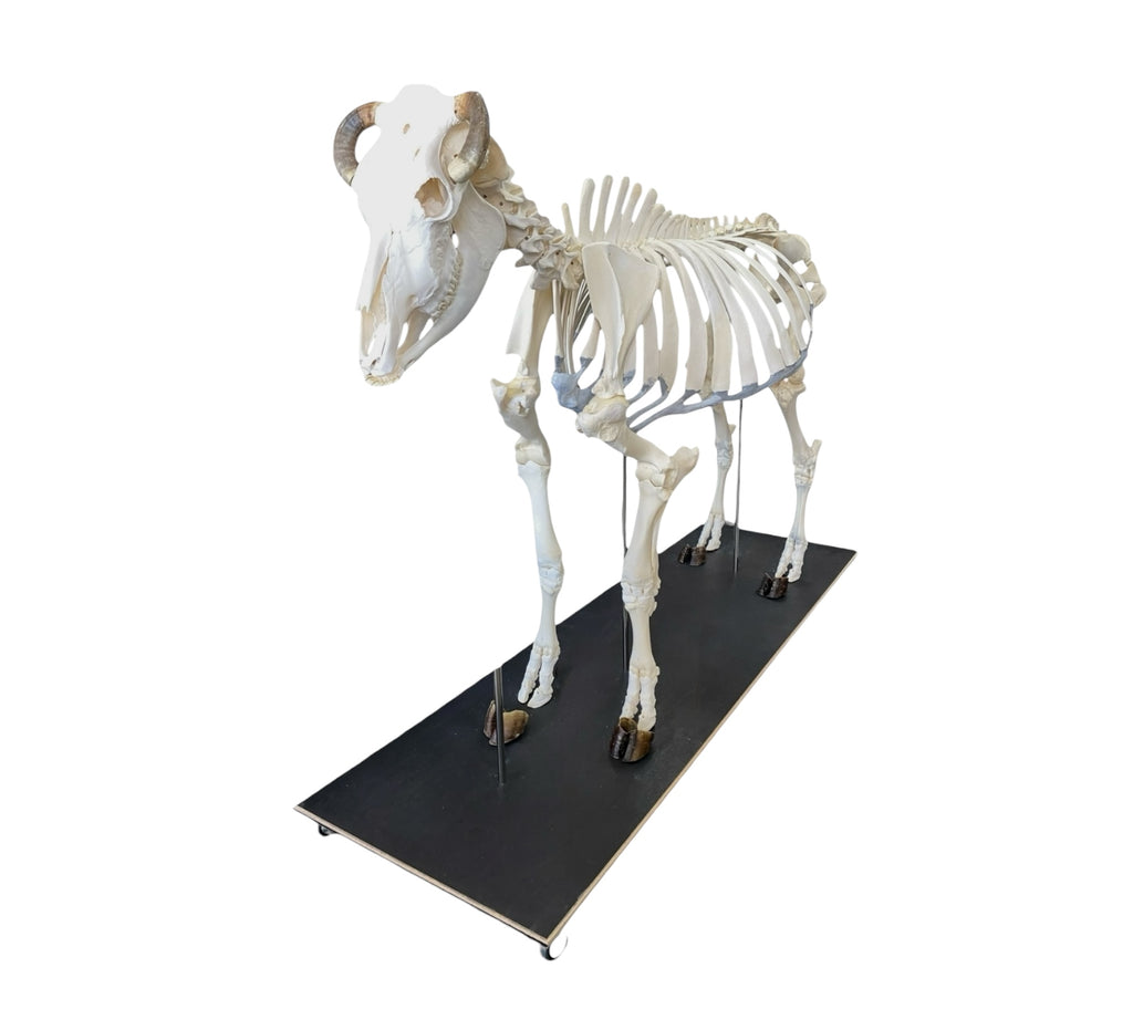 Szkielet bydła domowego - krowy