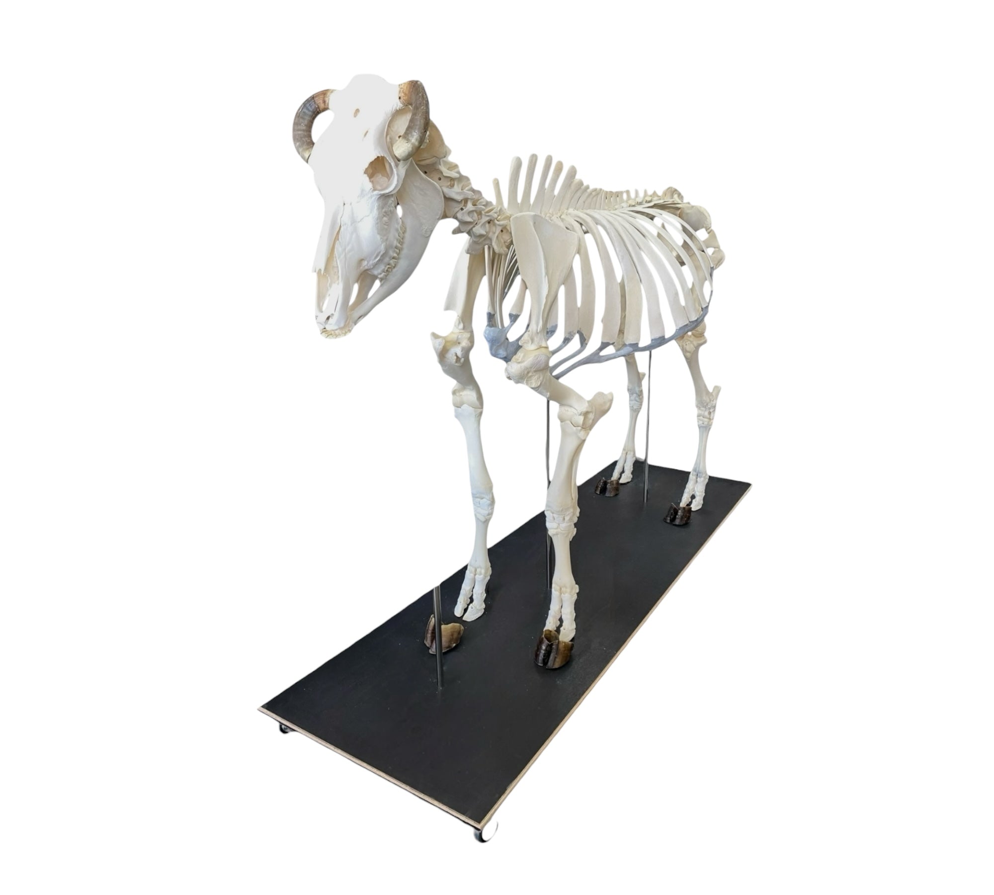 Szkielet bydła domowego - krowy