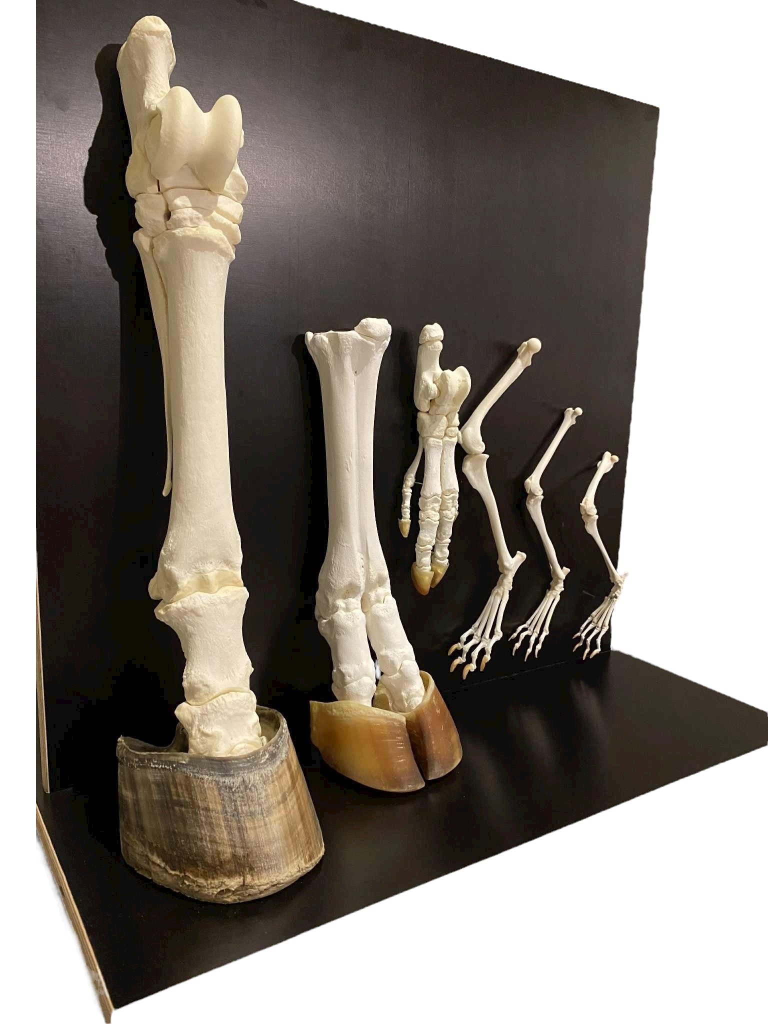 Modele kończyn ssaków - zestaw rozszerzony