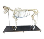 Szkielet bydła domowego - krowy