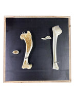 Model porównawczy kości ssaka i ptaka