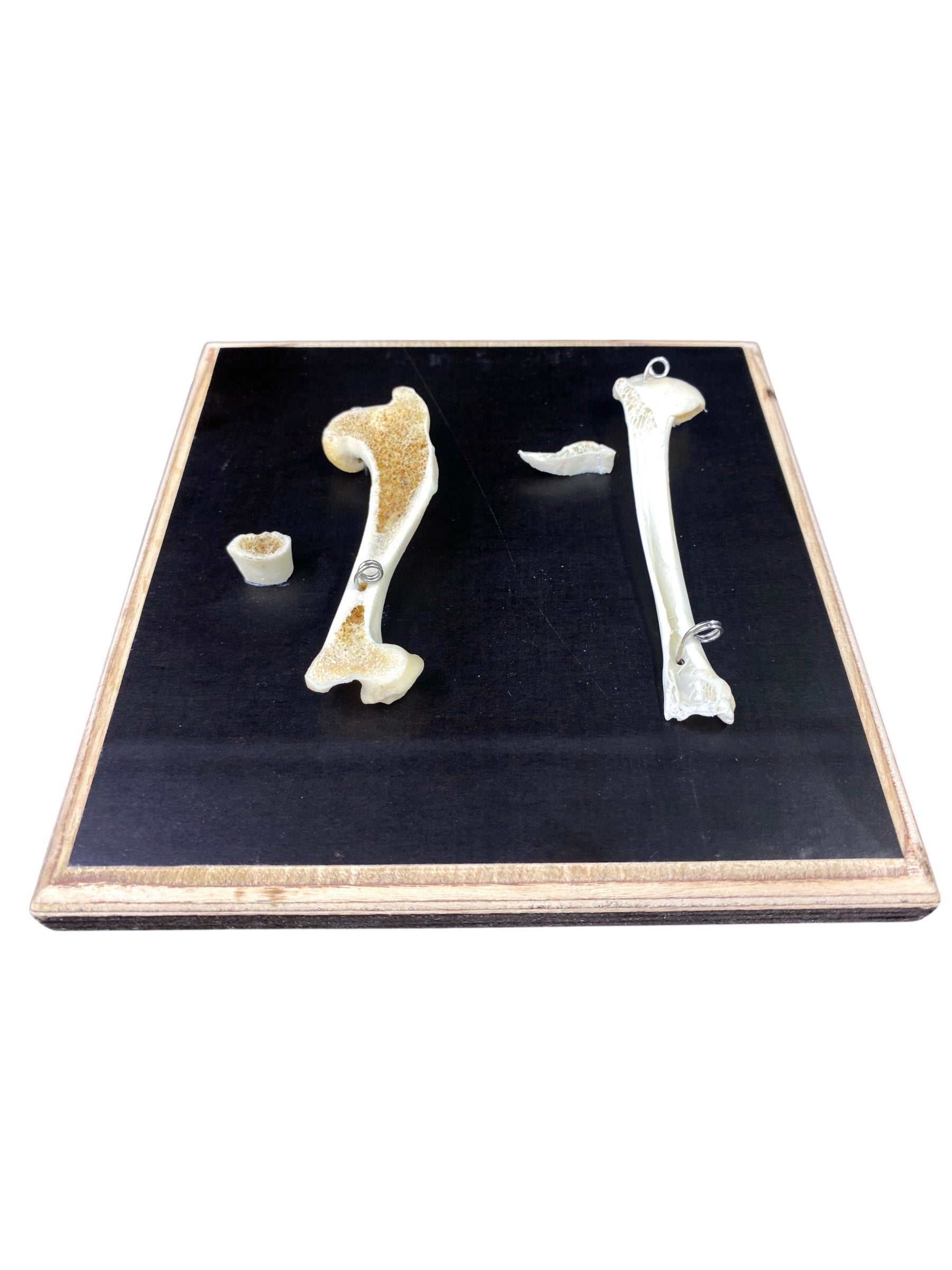 Model porównawczy kości ssaka i ptaka