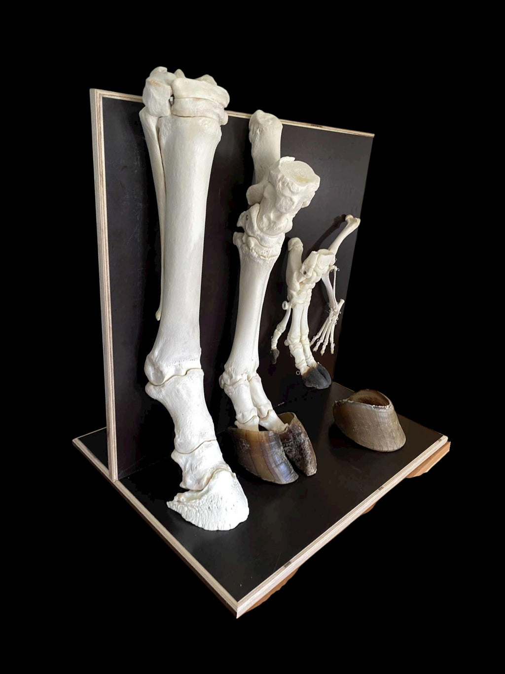 Model kończyn ssaków - zestaw podstawowy