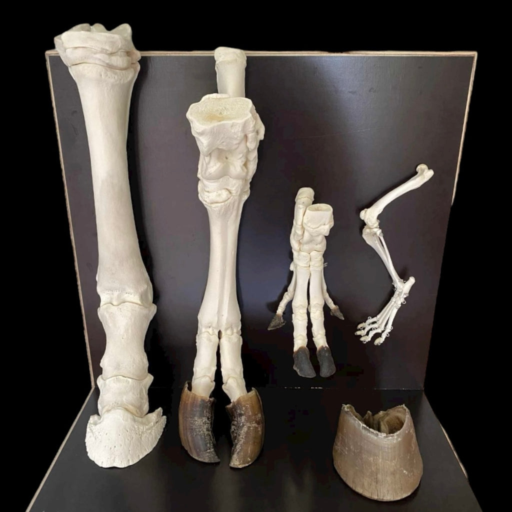 Model kończyn ssaków - zestaw podstawowy