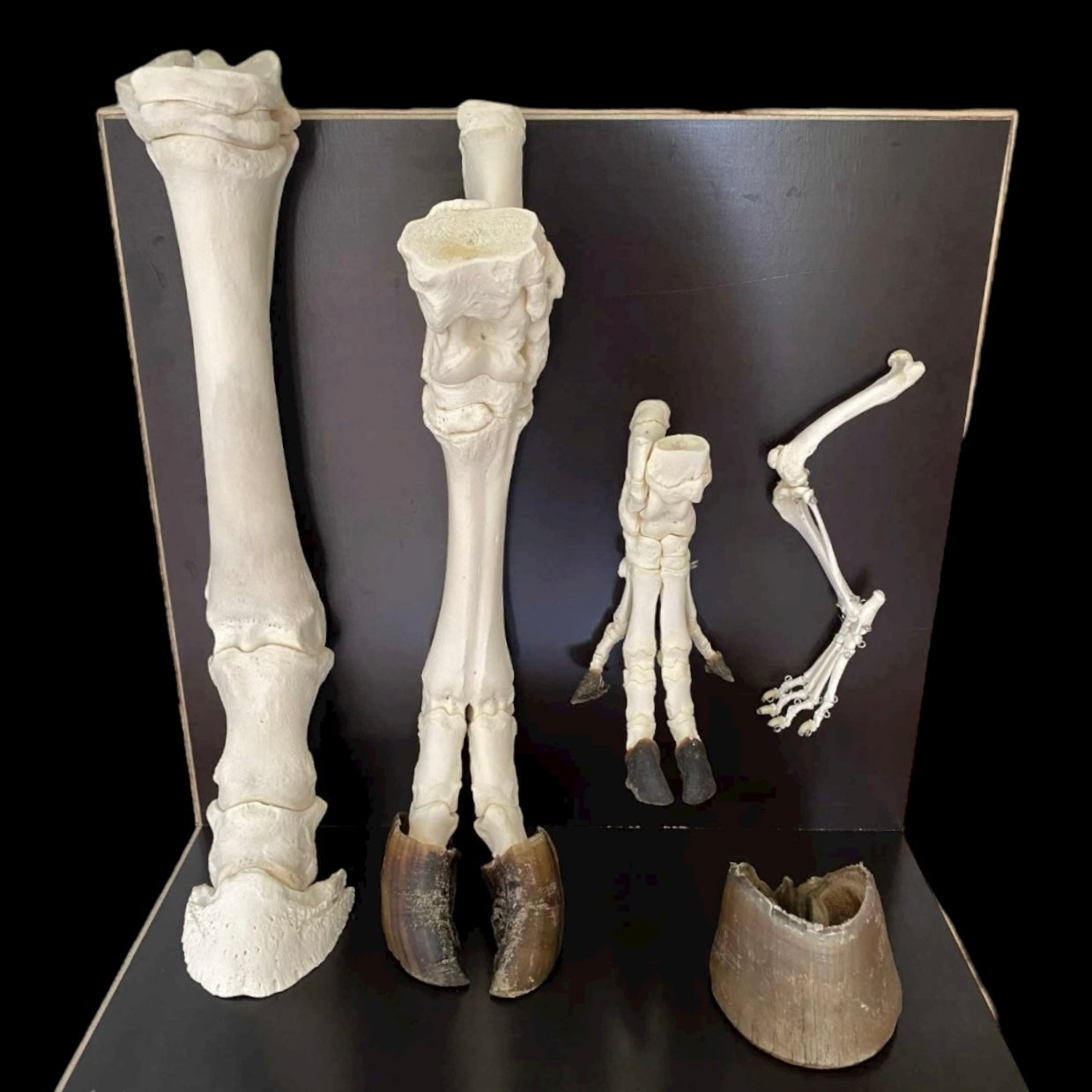 Model kończyn ssaków - zestaw podstawowy