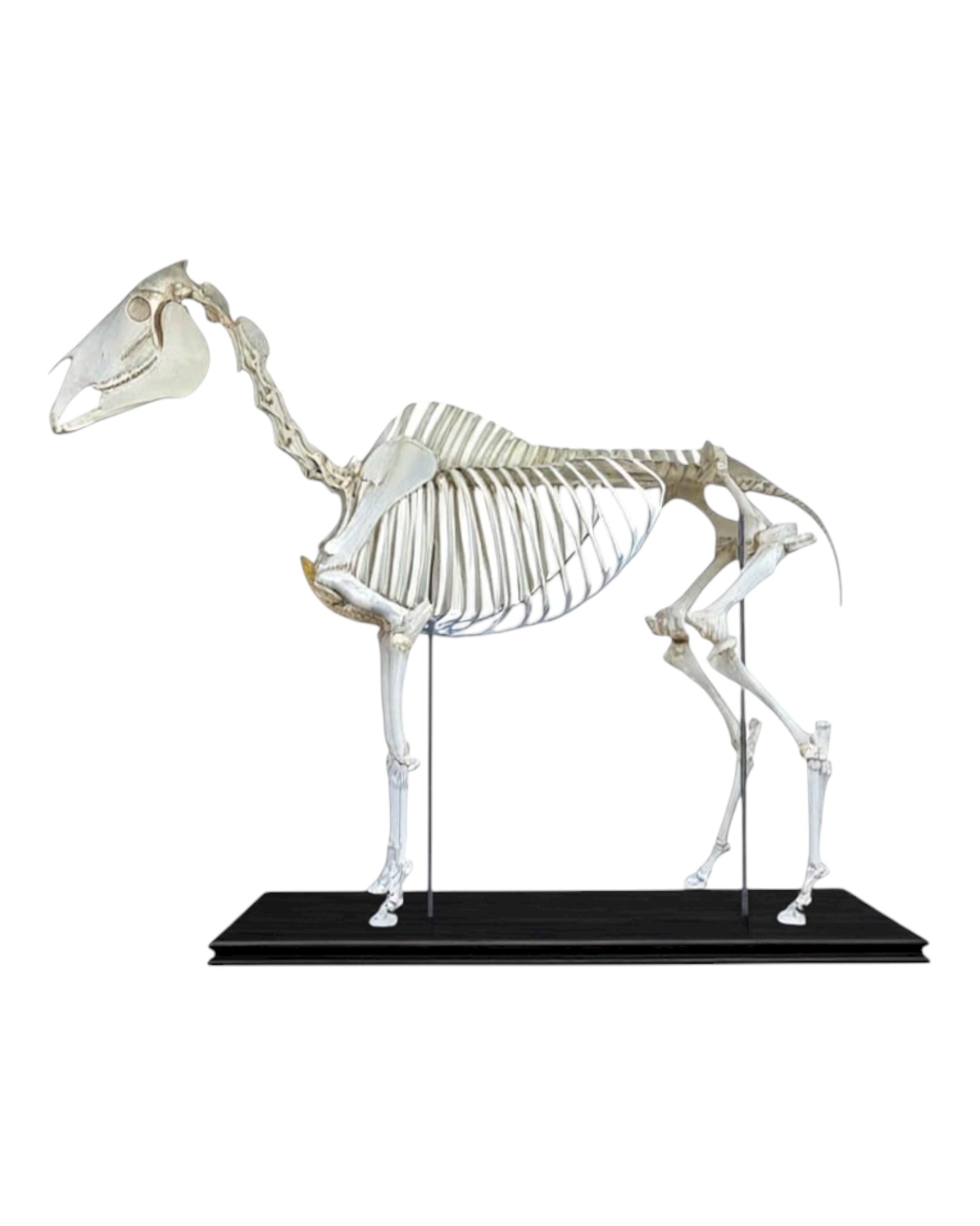 Szkielet konia