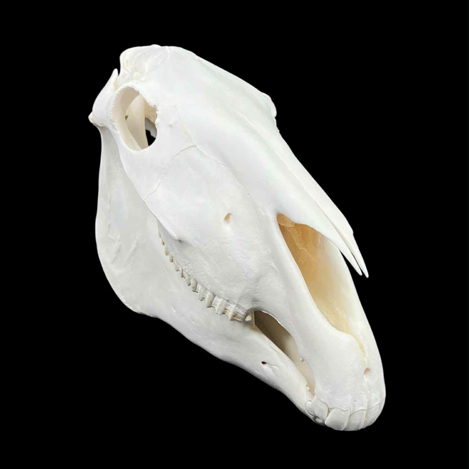 Prawdziwa czaszka konia