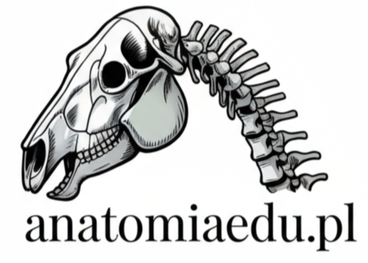 anatomiaedu.pl